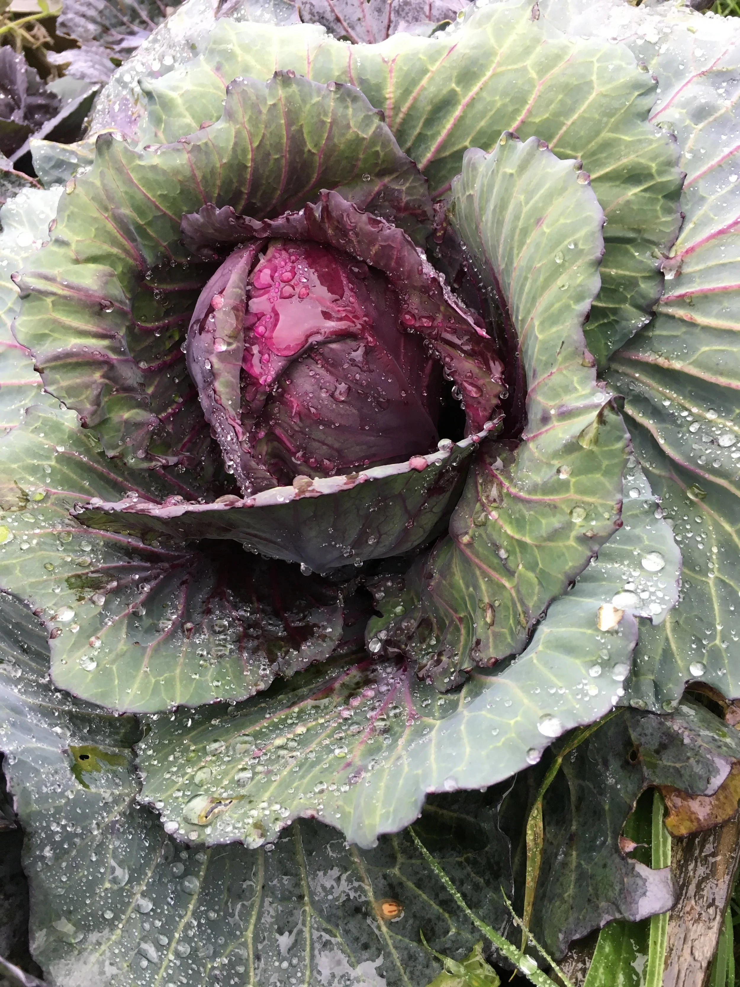 RedCabbage-PJtaste.JPG