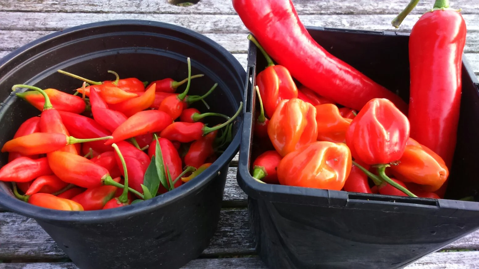 PJtaste-Chillies.JPG
