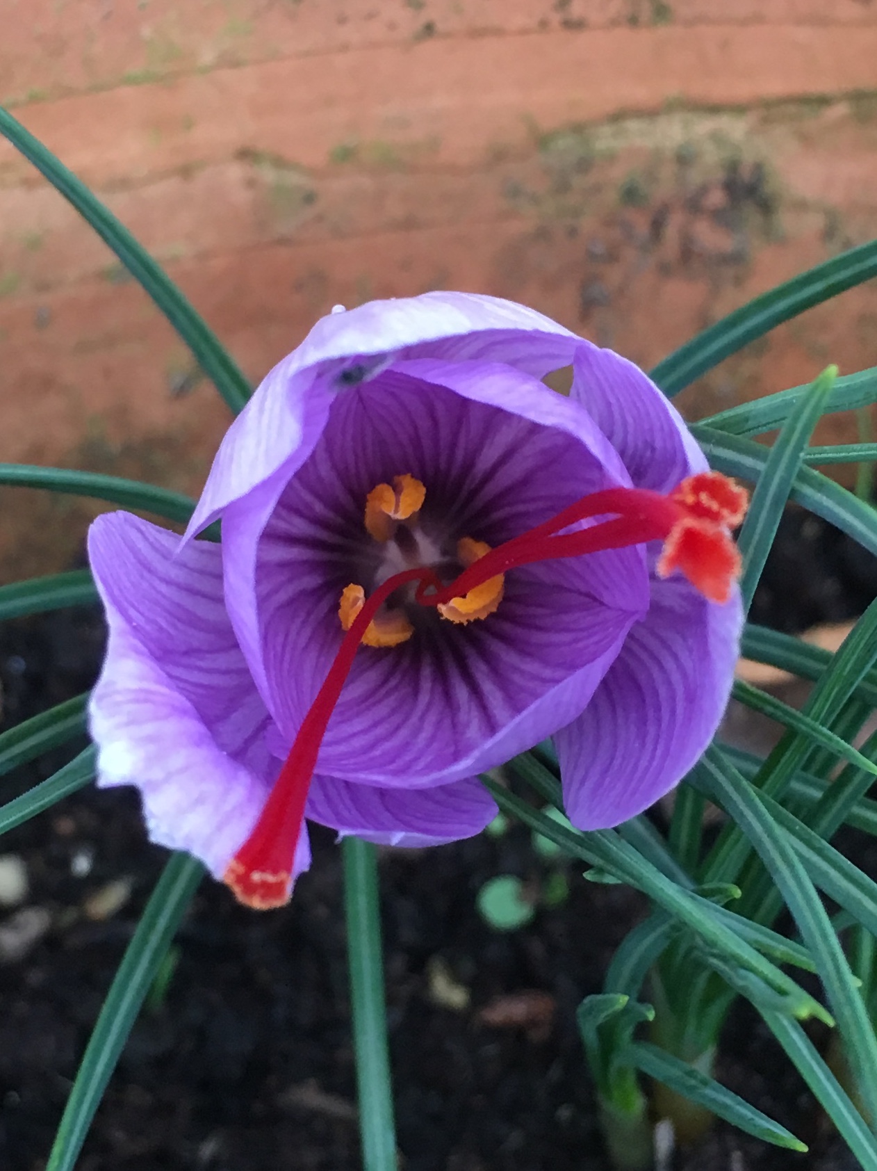 Crocus-Sativus-PJtaste.jpg