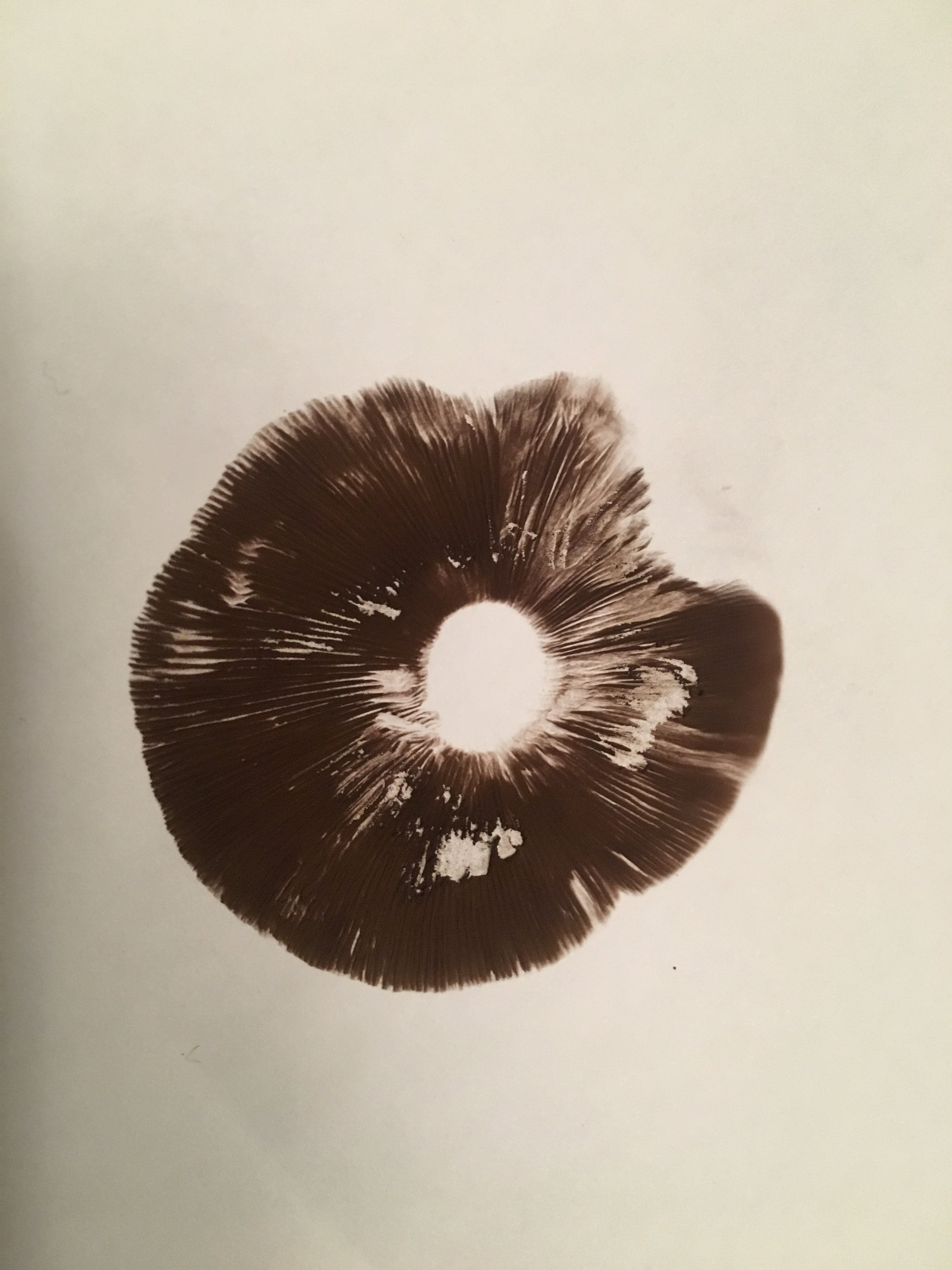 FieldMushroom-SporePrint-PJtaste.JPG