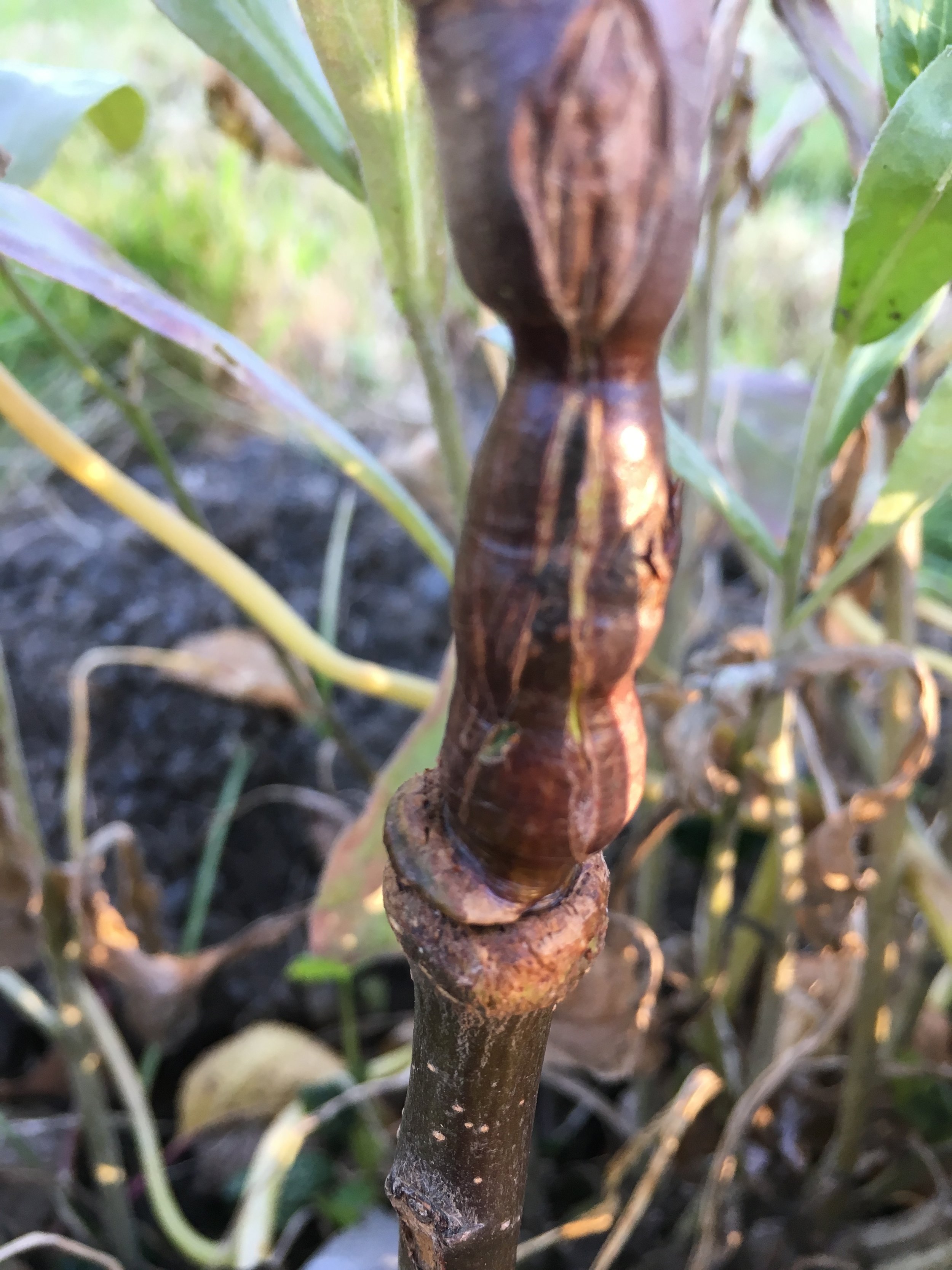 Apple-Graft-PJtaste.JPG