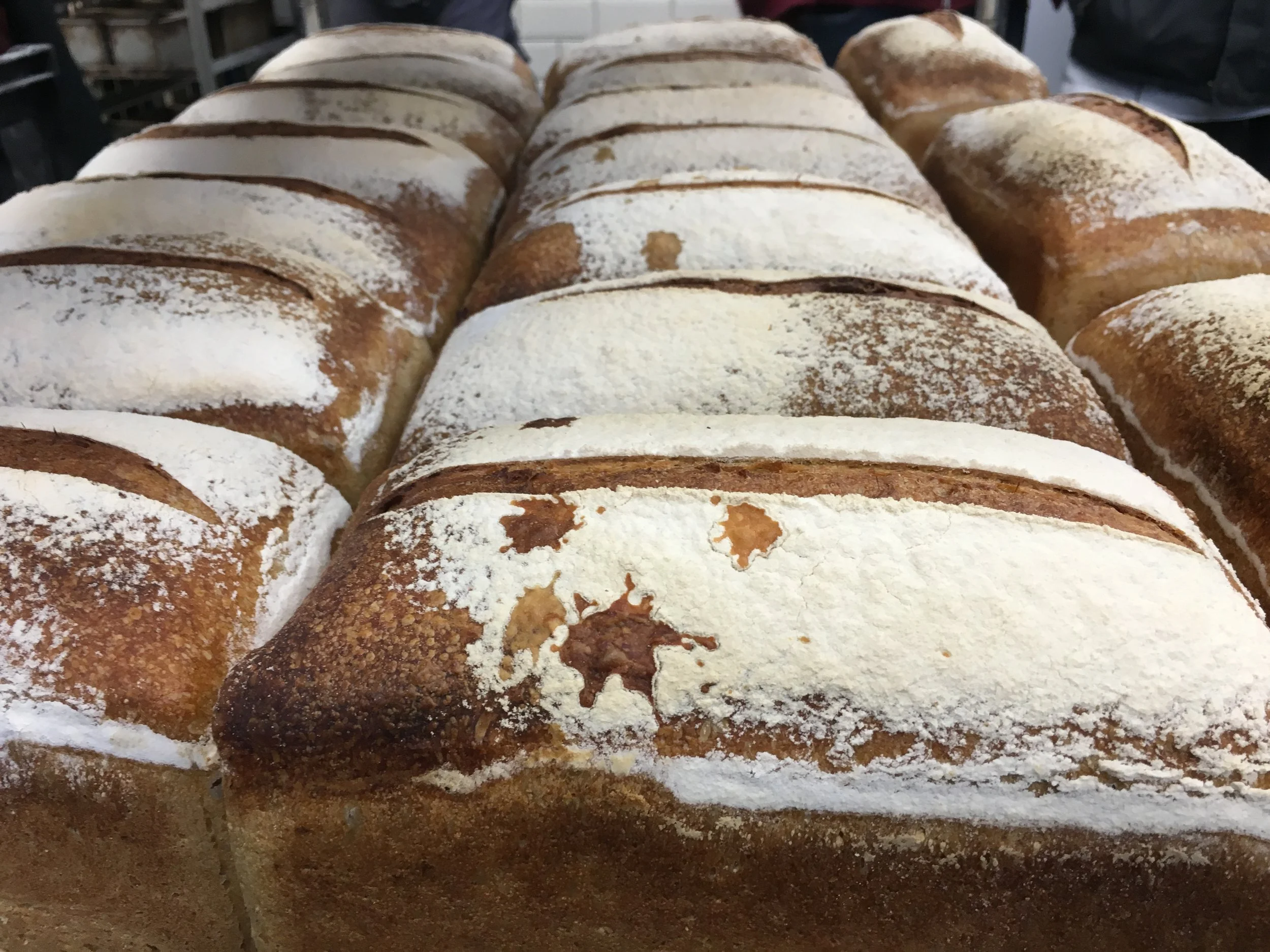 Sourdough tin loaves which have getting on for two days fermentation before baking.