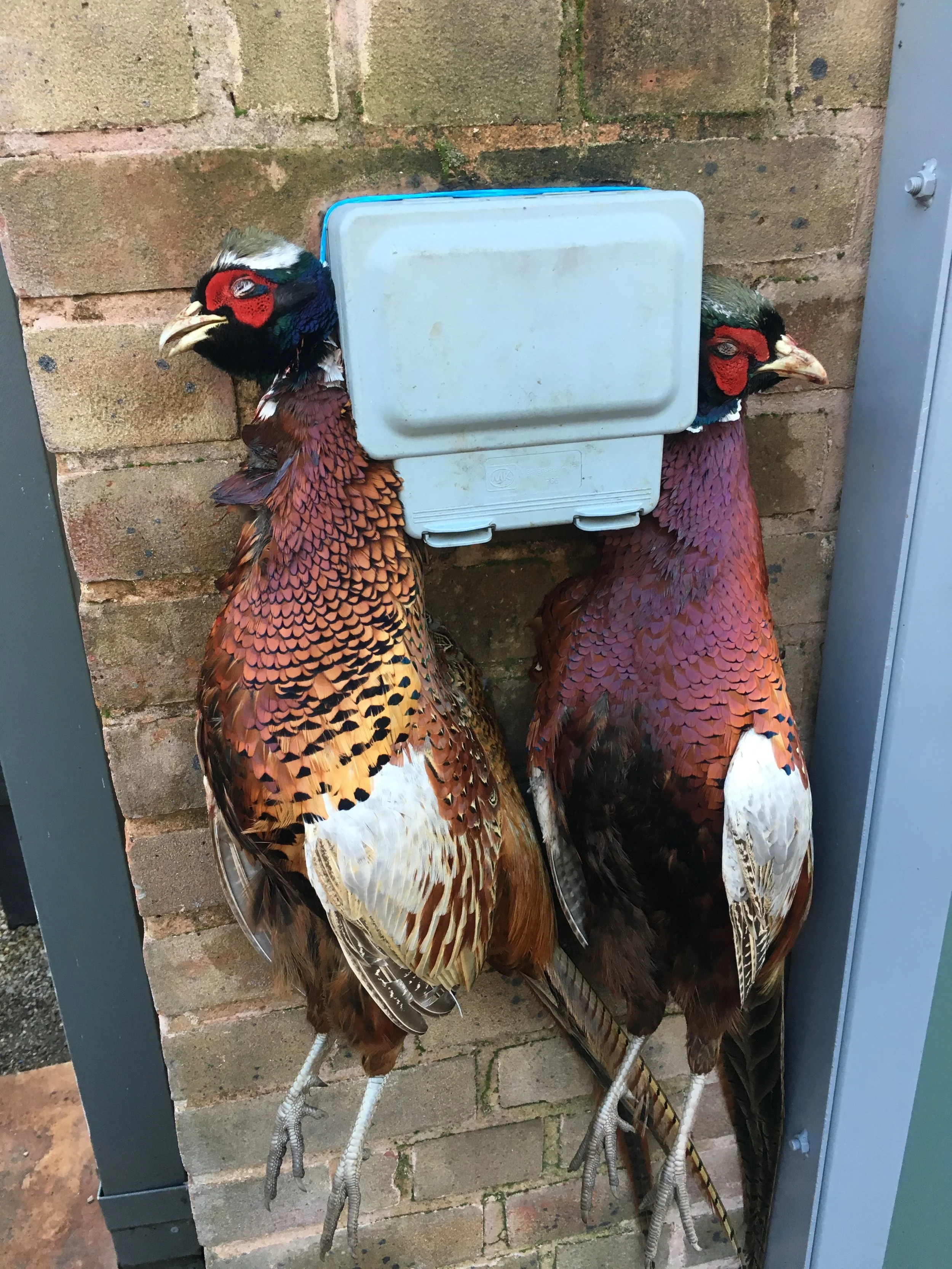 Pheasants from the last shoot of the season at Welbeck