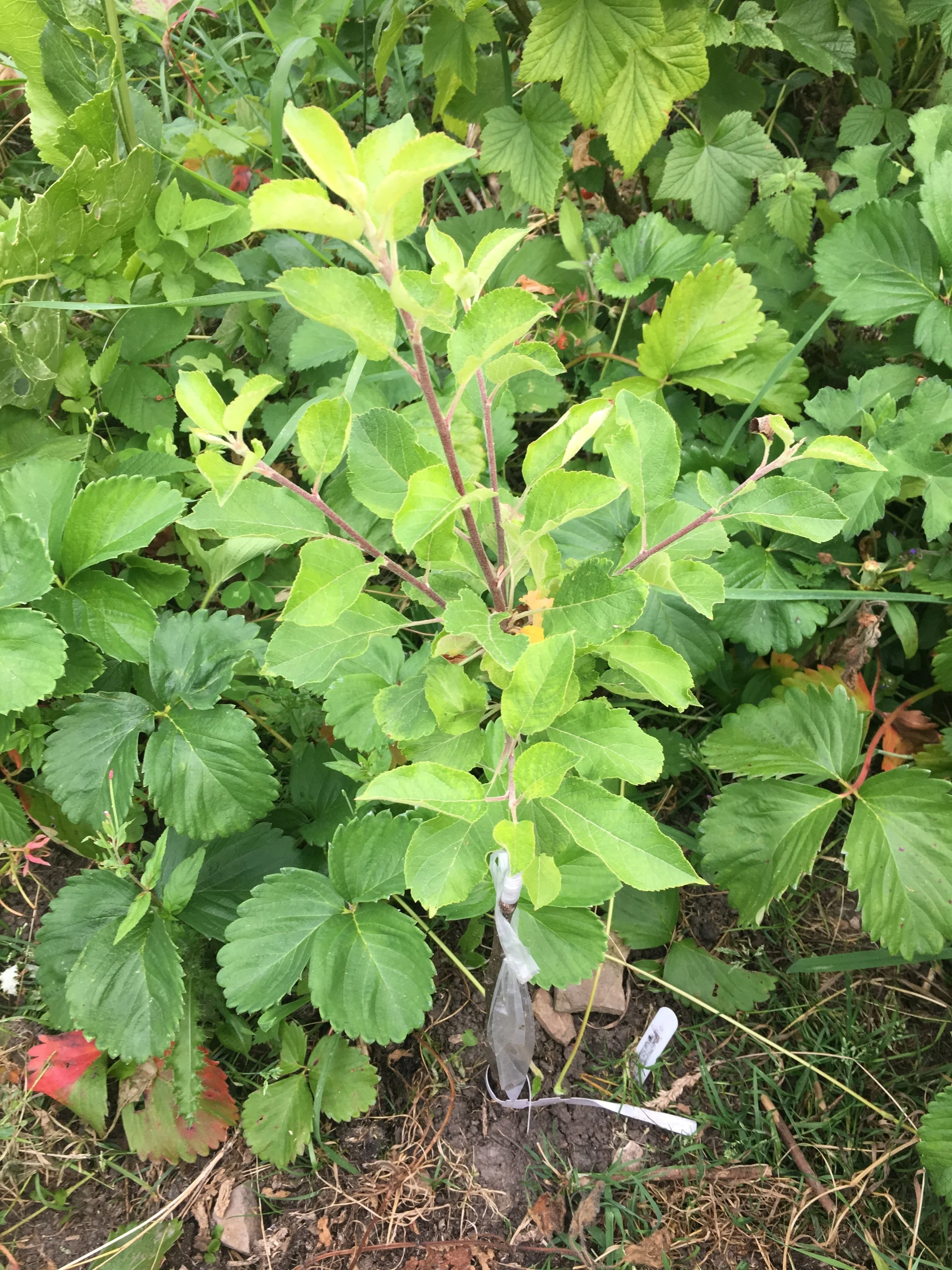 A first year Red Windsor apple having been grafted in March 2018 and planted direct into a nursery bed . This picture taken in the drought summer of 2018! The tree is quite happy surrounded by strawberries and currant bushes!