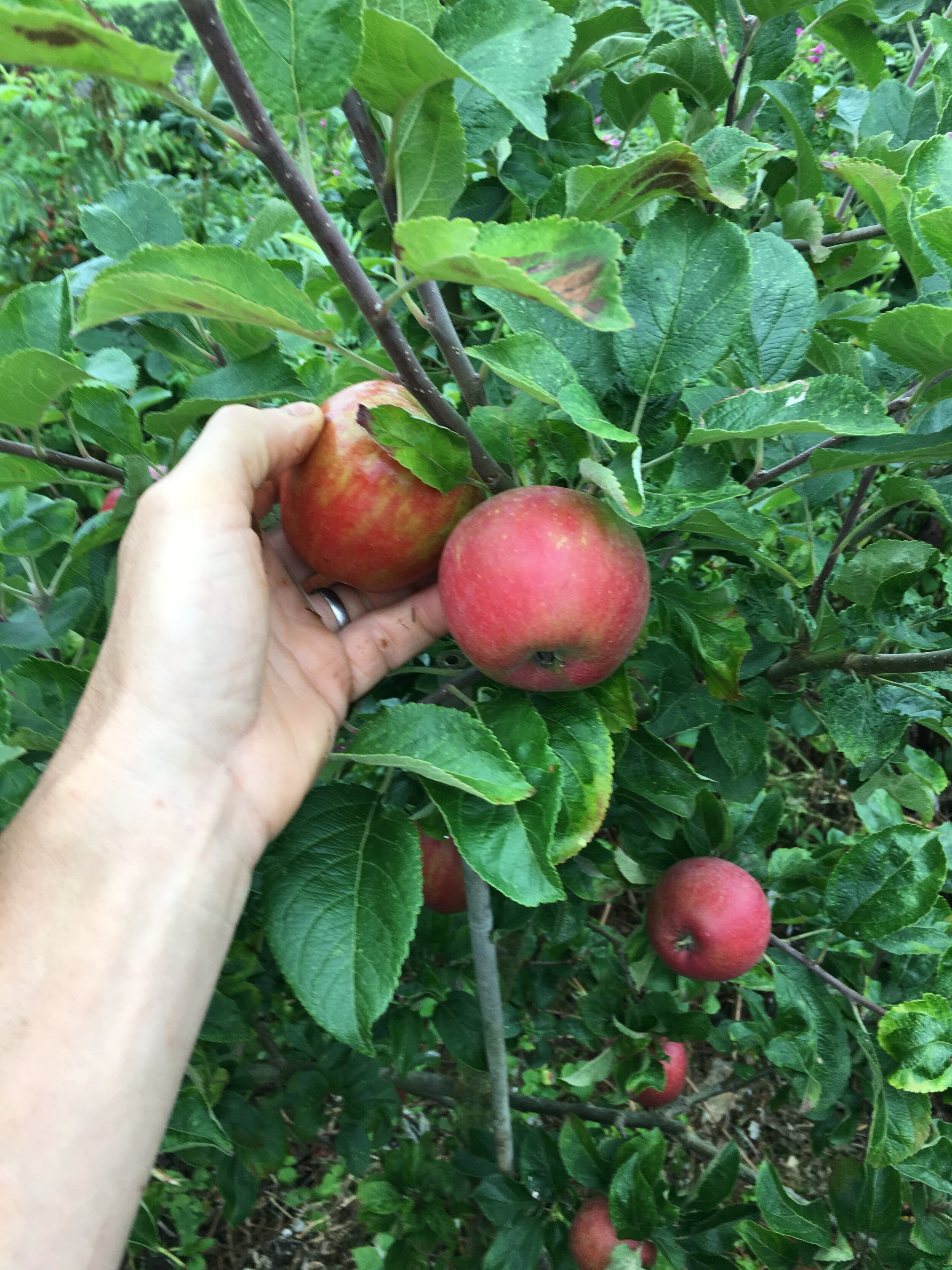 RedWindsorApples-PJtaste.JPG