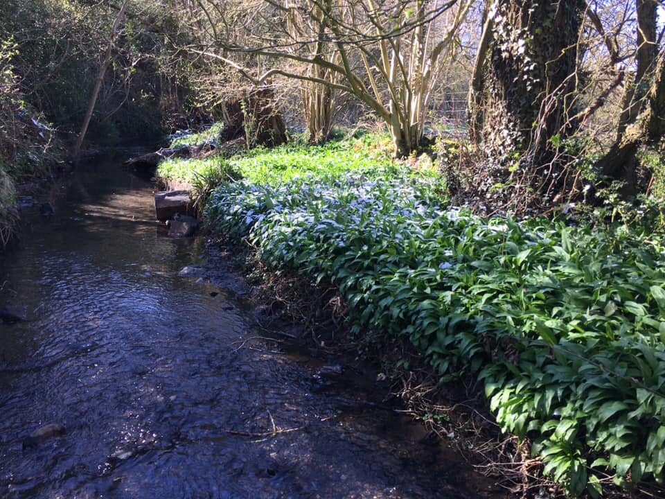 WIld Garlic - PJ taste.jpg