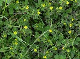 Black Medick