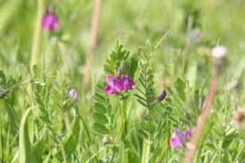 Common Vetch.jpg