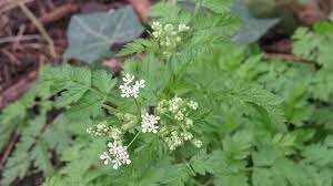 CowParsley.jpg