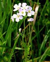 Cuckoo flower Cardamine pratensis.jpg