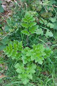 Hogweed.jpg