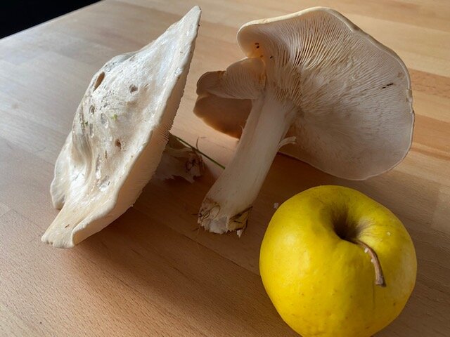 St Georges Mushrooms - PJ taste foraging on the chopping board.jpg