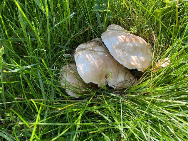 St Georges Mushrooms - PJ taste foraging trio.jpg