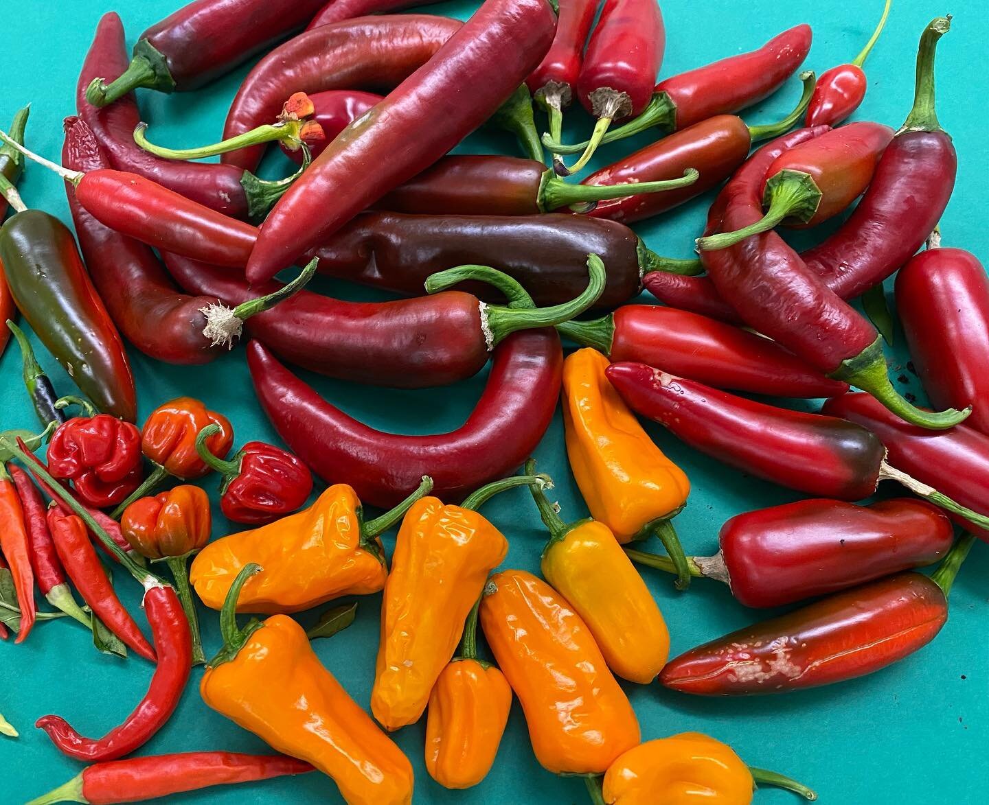 Lovely array of fresh chillies just in from John&rsquo;s allotment. There are some fiery ones in the mix!

#Sheffield #localfood #caterer #chilli