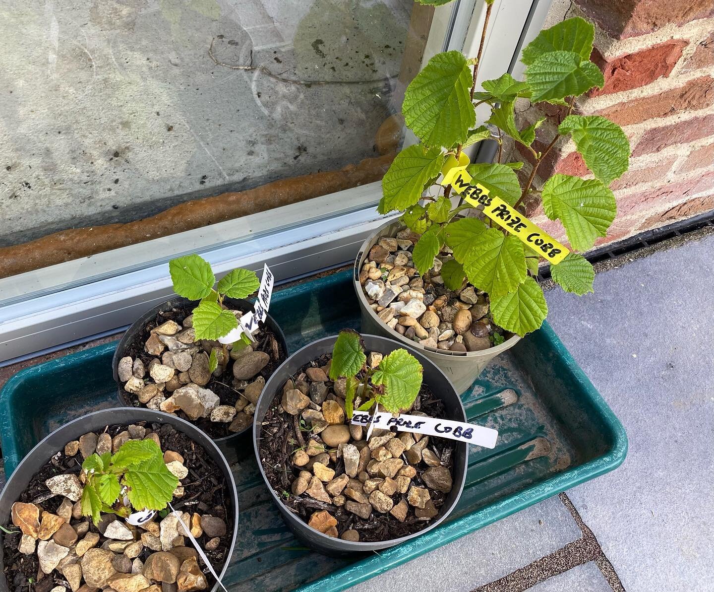 Some of the heritage apple and hazelnut trees ready for planting available from us @pollenmarketsheffield tomorrow.