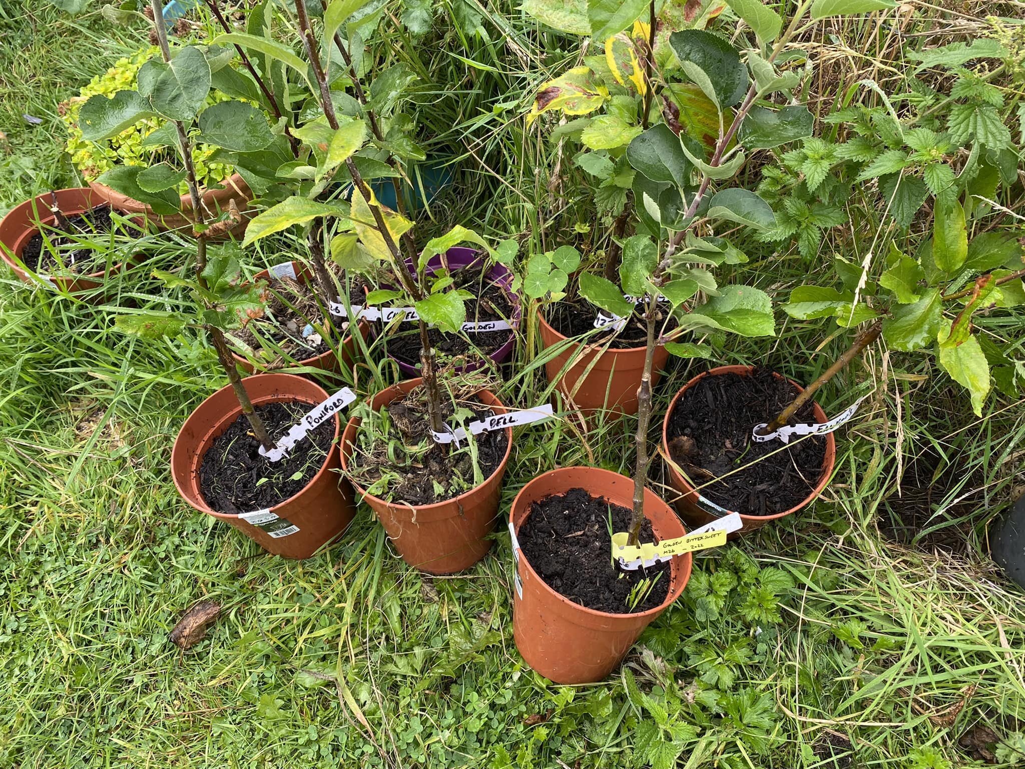 Quick update on the cider apple varieties I grafted in March - they are doing well and ready for planting out in their final positions before the winter sets in!

Thanks to Lawrence Sweeting who exchanged the scion wood with me for some dessert varie