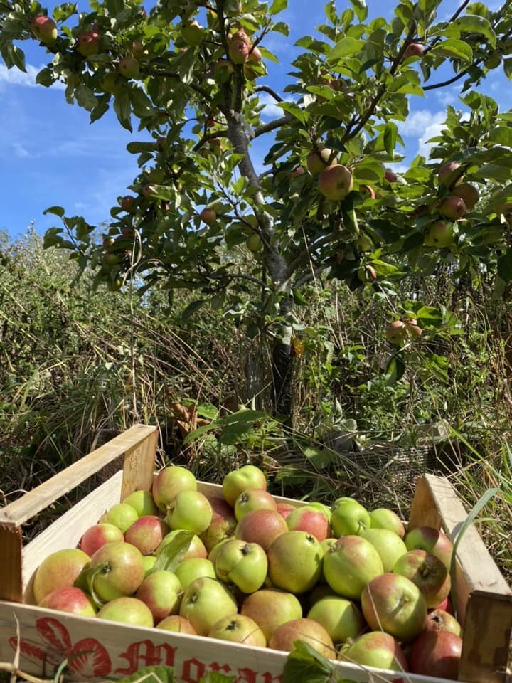 Excited to get back to cider making this year as my trees are starting to get quite productive. Here is Tremletts Bitter a cider variety - been picking lots of the small ones which really should have thinned in June but still hoping for some good jui