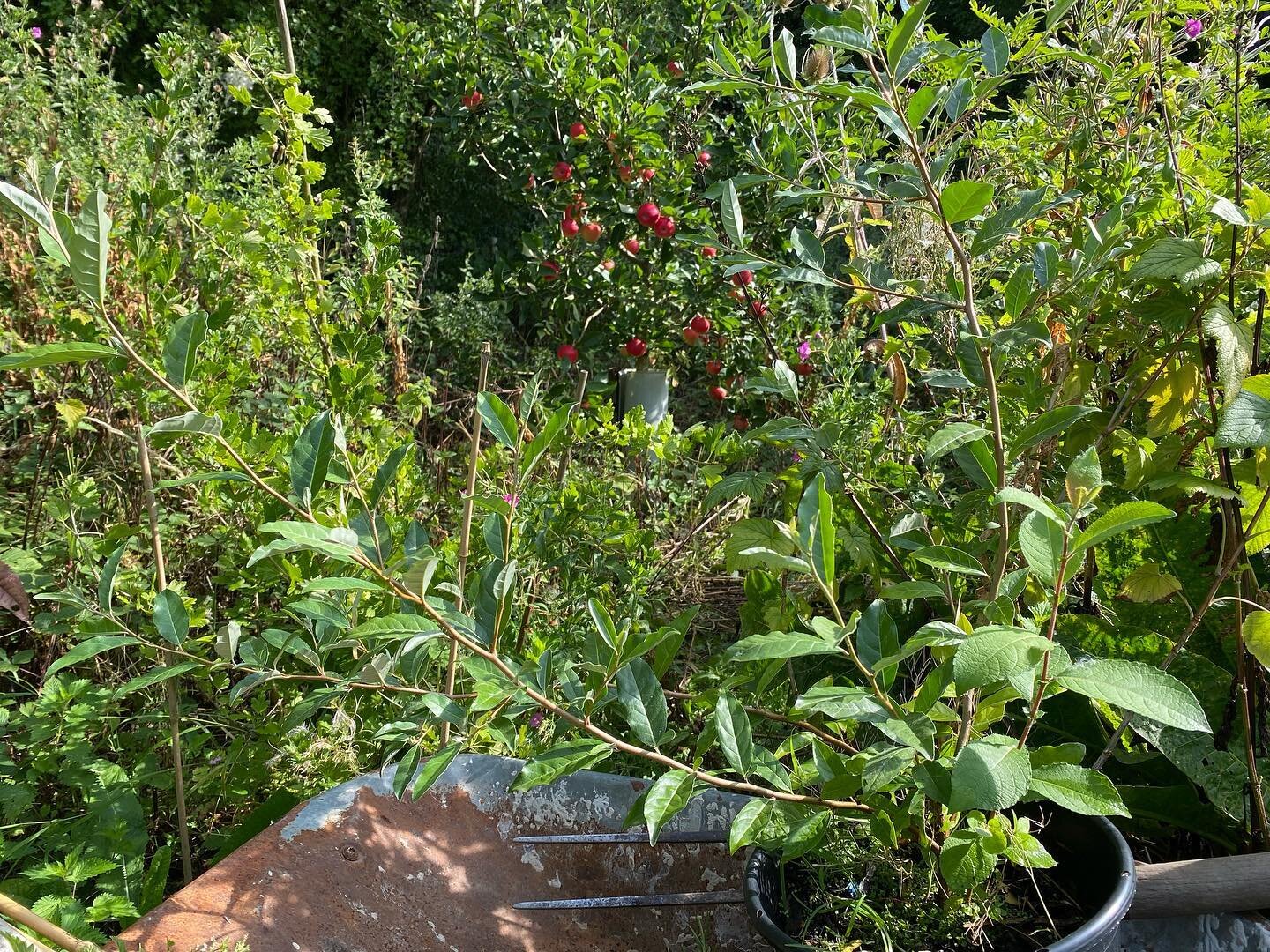 I have been growing these Autumn Olive (Eleaegnus umbellata)shrubs from cuttings and planting around my apple trees.

Recommended by Martin Crawford in his excellent books on forest gardening they are an amazing nitrogen fixer as well as producing ea