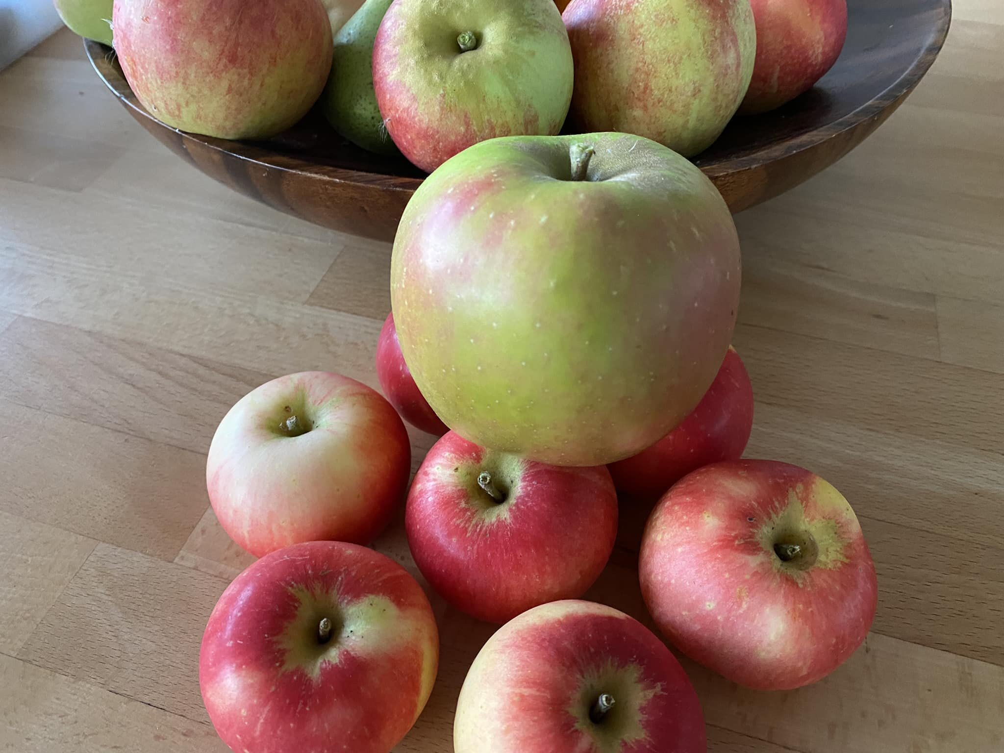 I&rsquo;ve been enjoying the early Discovery apples (they are the pink/red ones) and thought a reasonable size. Dwarfed by the first Blenheim Orange I&rsquo;ve just picked though!