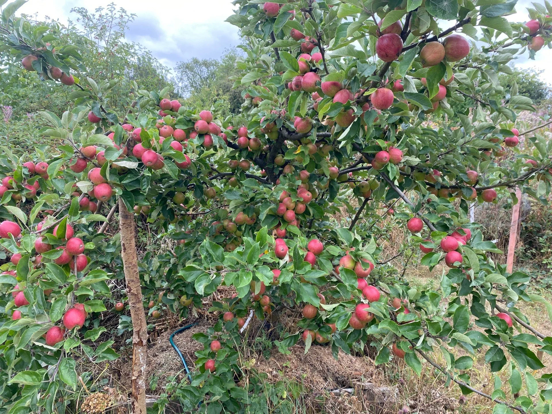 Rakka apple tree