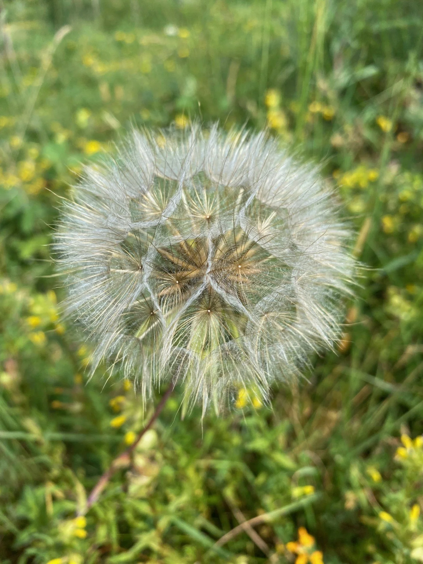 Meadow salsify