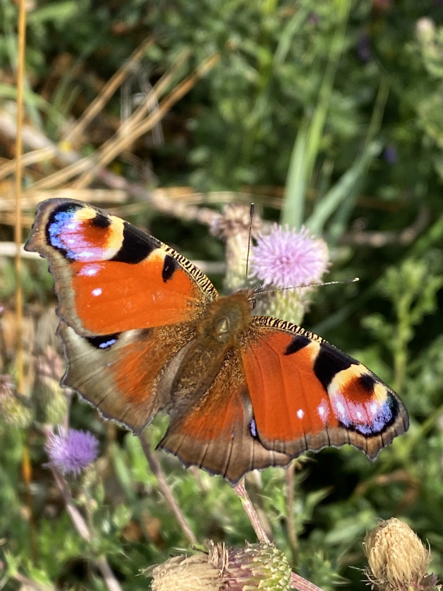 Peacock butterfly