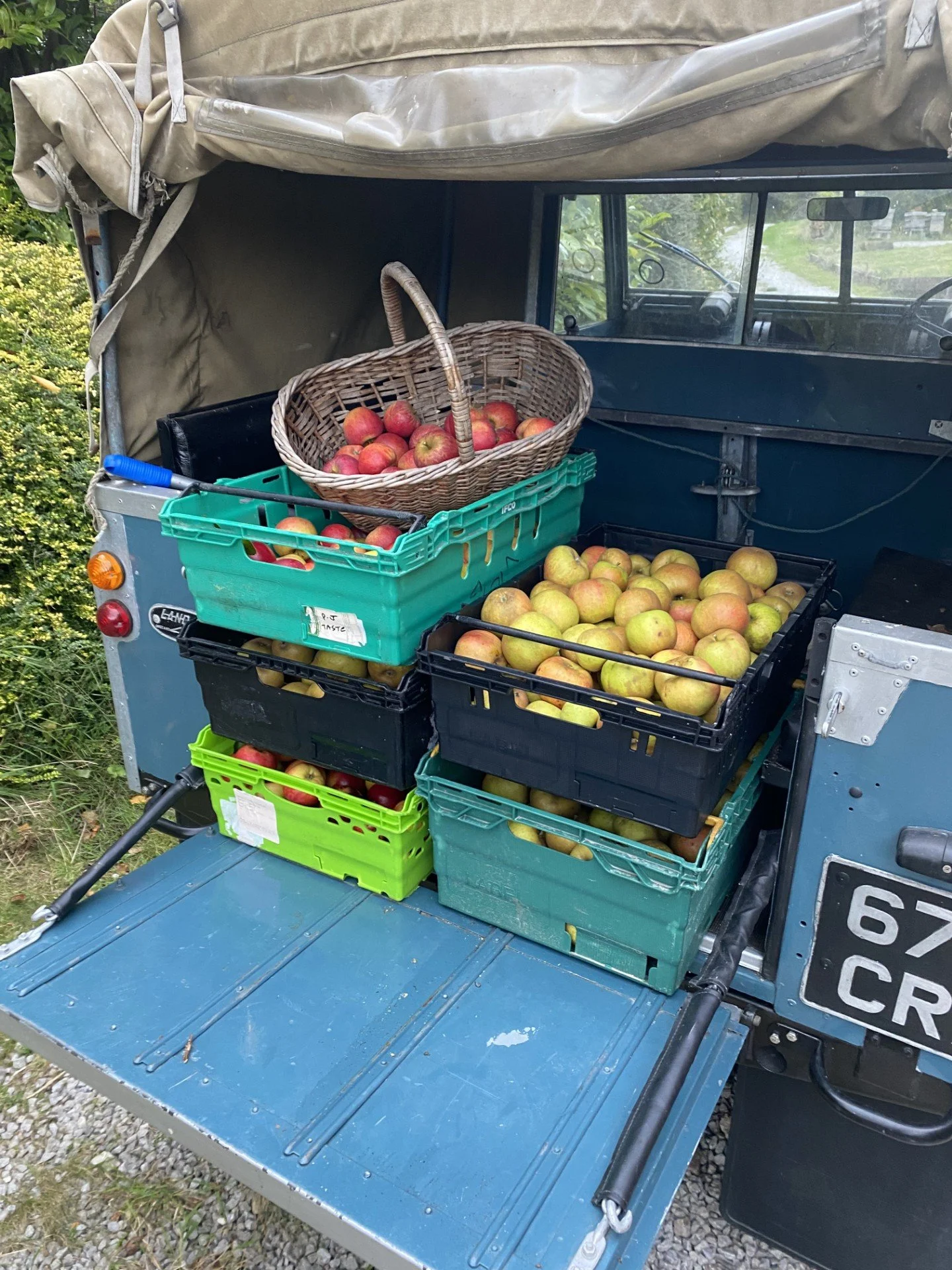 Apple harvest 2025