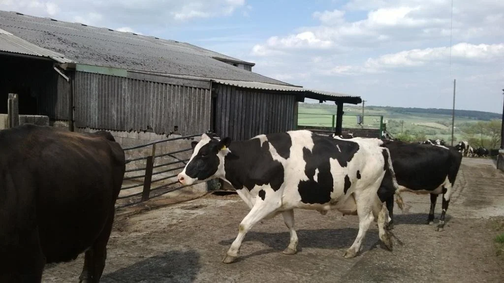 Our Cow Molly.jpg