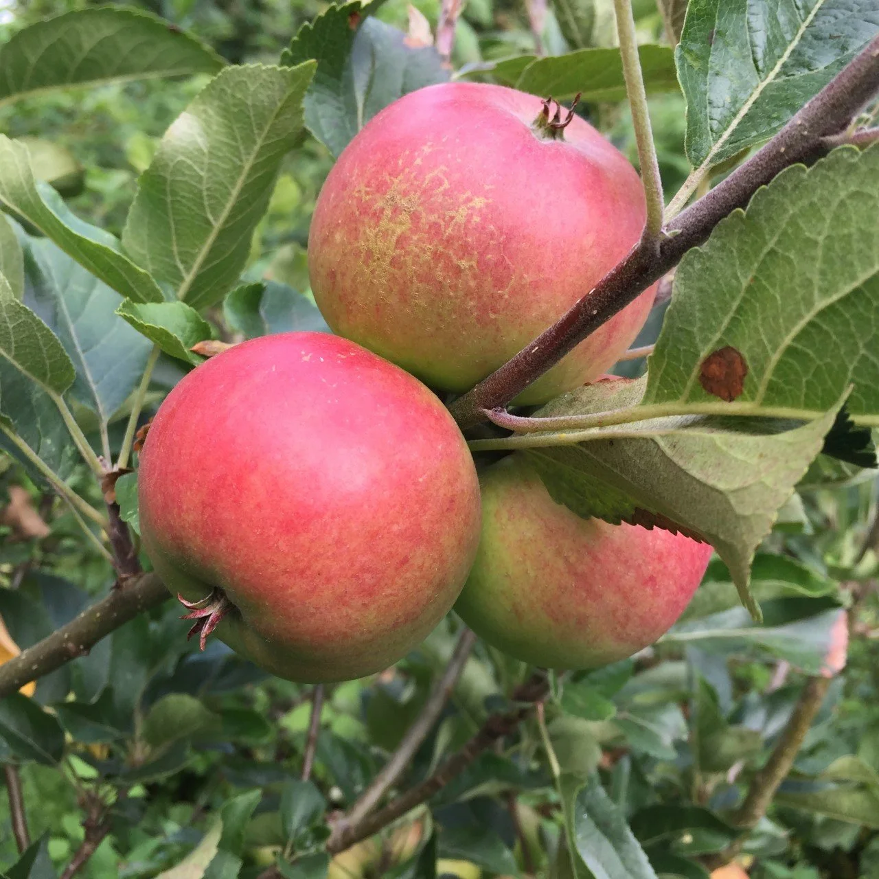 From orchard to plate - our fresh fruit on office food deliveries