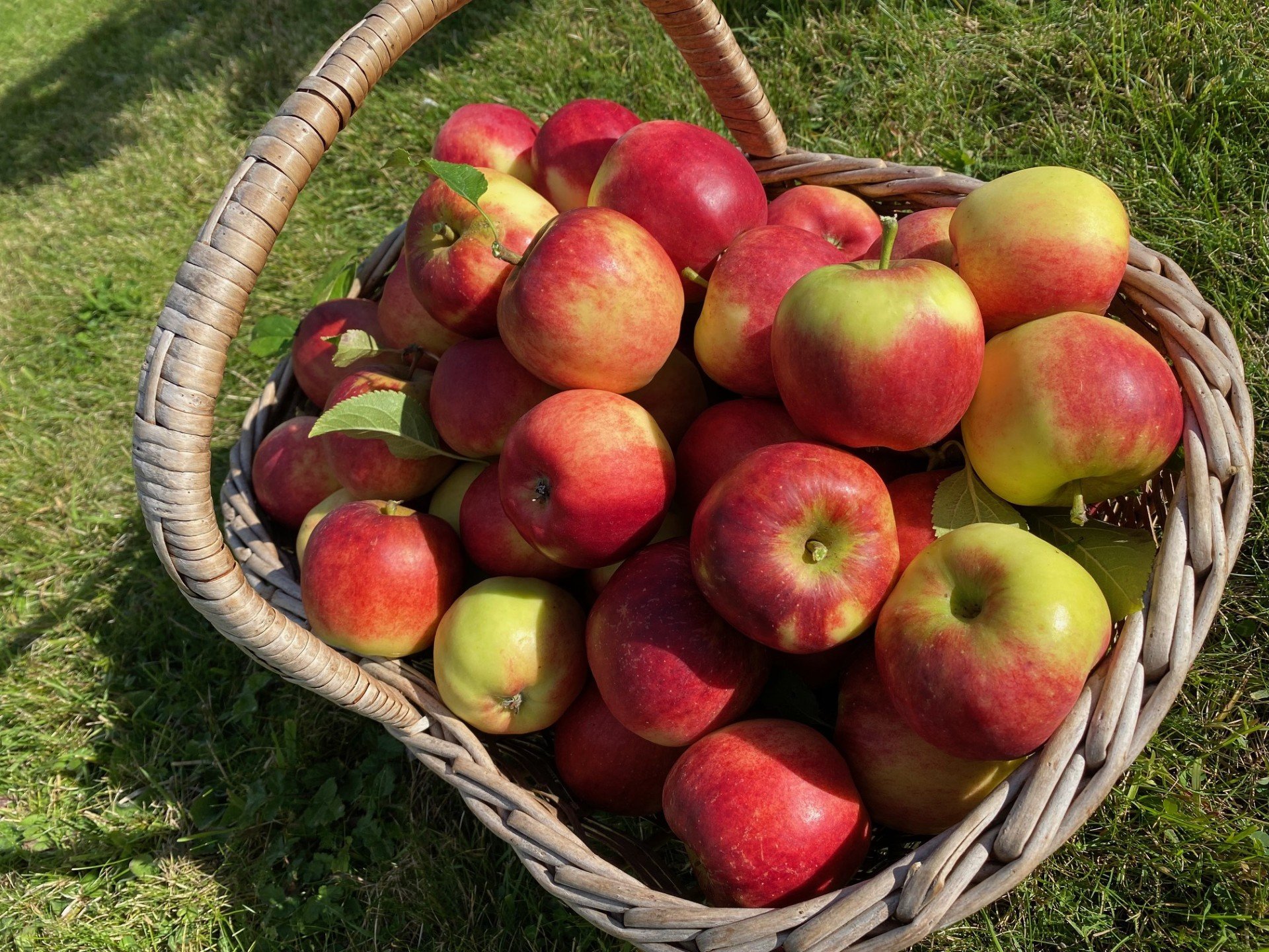 Apples in Basket - PJ taste plot.jpg