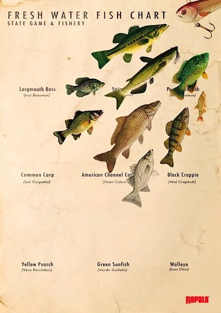 Rapala-2.jpg