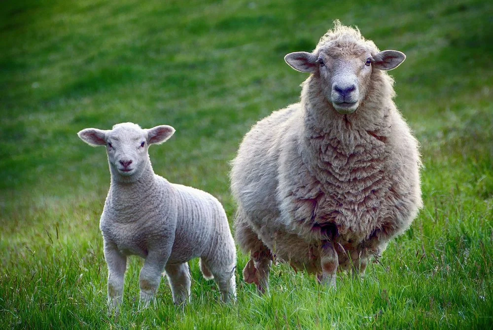 Fight Chronic Pain with...Sheepskin?
