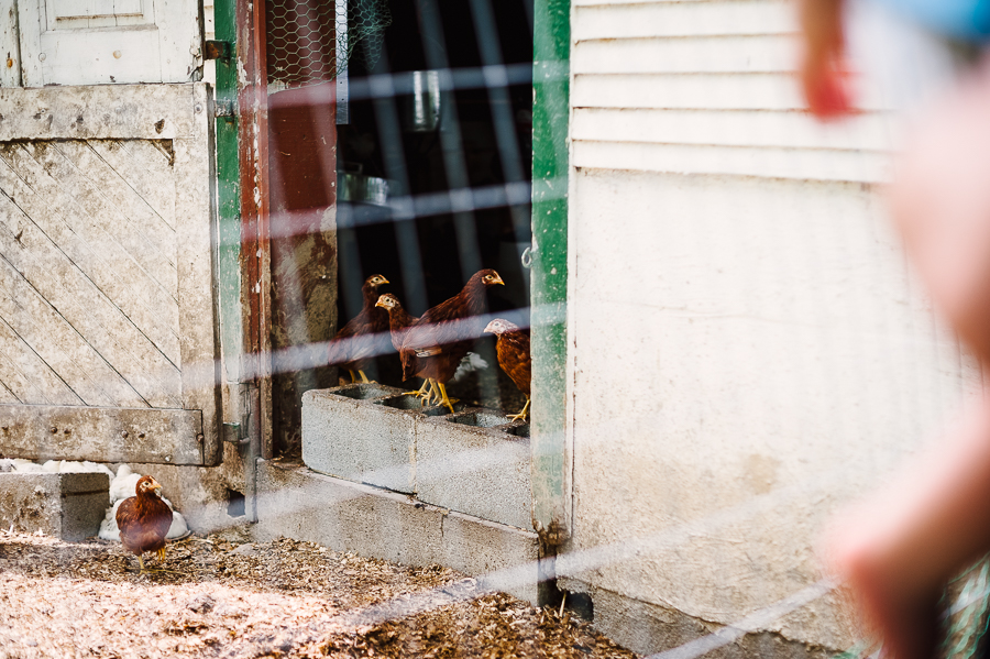 Rodale Farm Wedding Photographer Rodale farm portraits Rodale farm photos Philadelphia Wedding Photographer Longbrook Photography-24.jpg