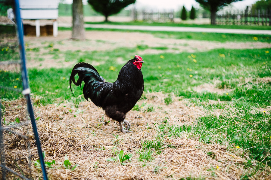 Rodale Farm Wedding Photographer Rodale farm portraits Rodale farm photos Philadelphia Wedding Photographer Longbrook Photography-27.jpg