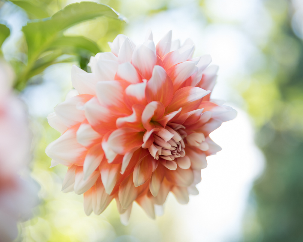  blooming now 