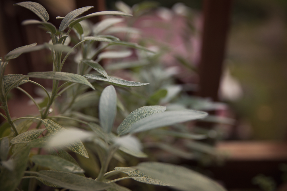 Sage 