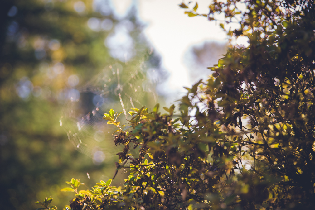 spider web