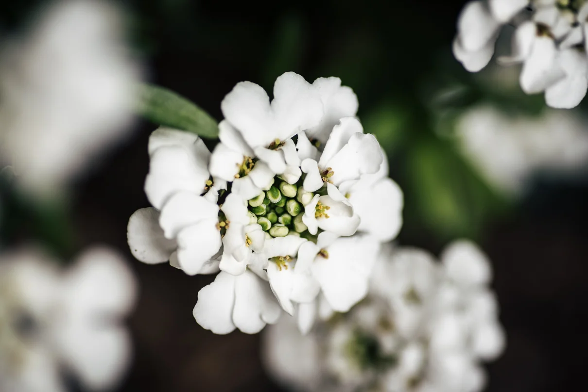 cathysly_20180420_3233.jpg
