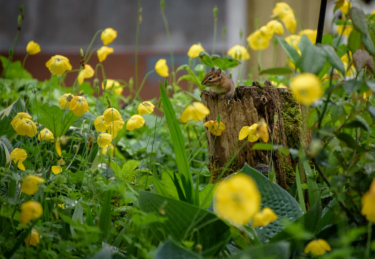 cathysly_20180520_4207.jpg
