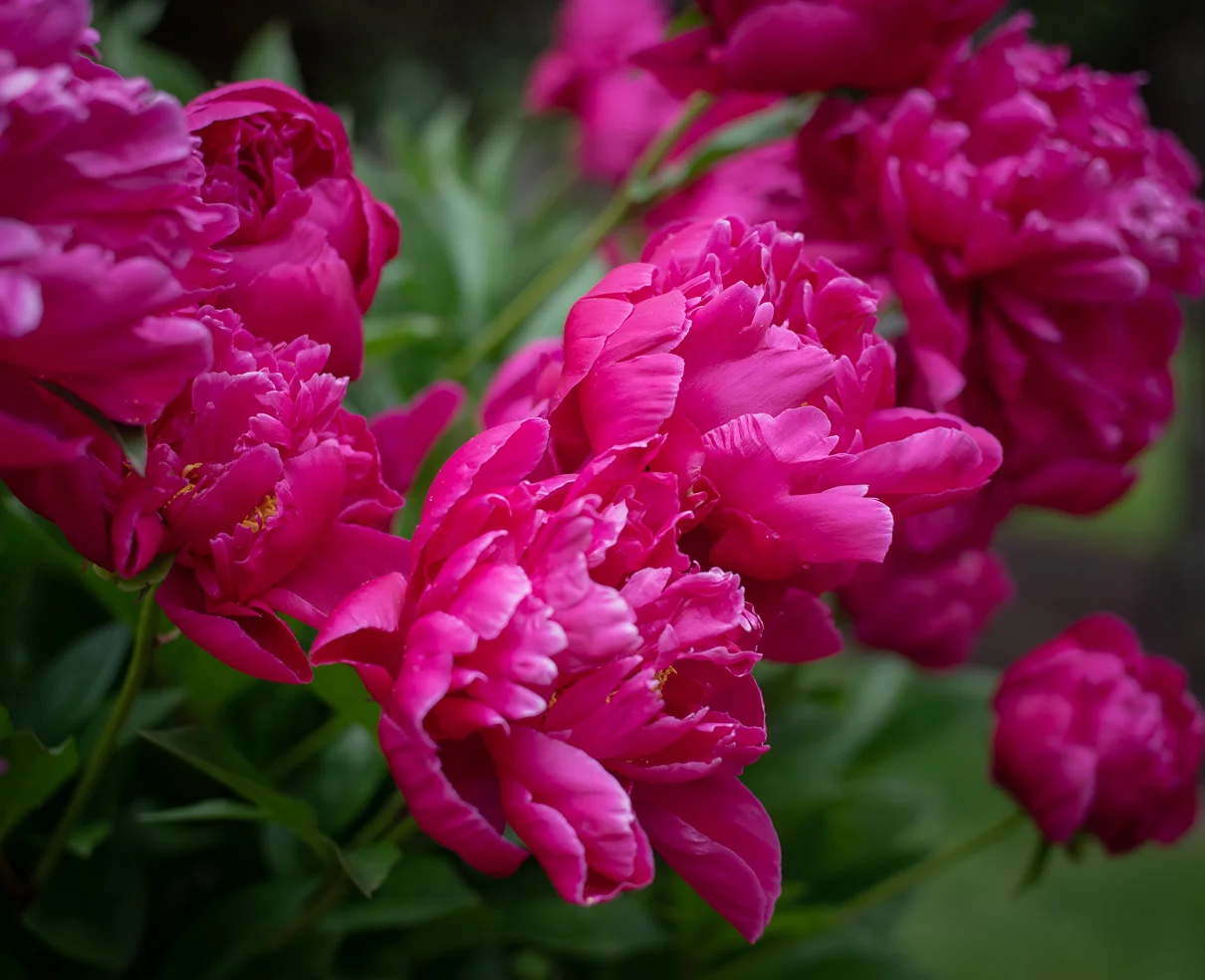 cathysly_20180603_4875.jpg