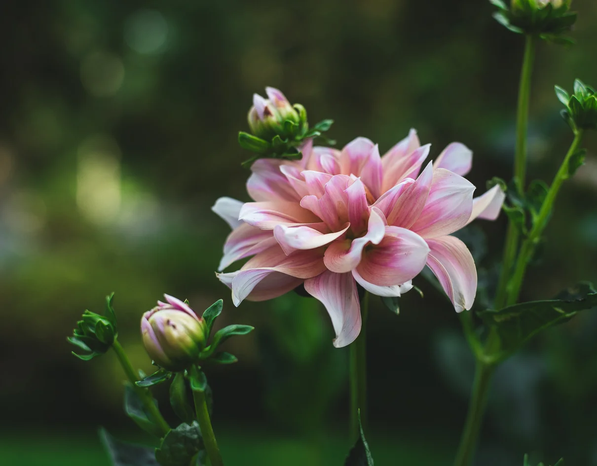 cathysly_20180731_7181.jpg