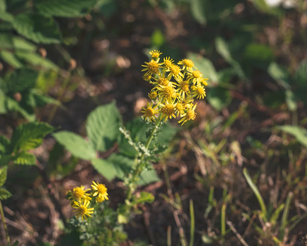 cathysly_20180805_7311.jpg