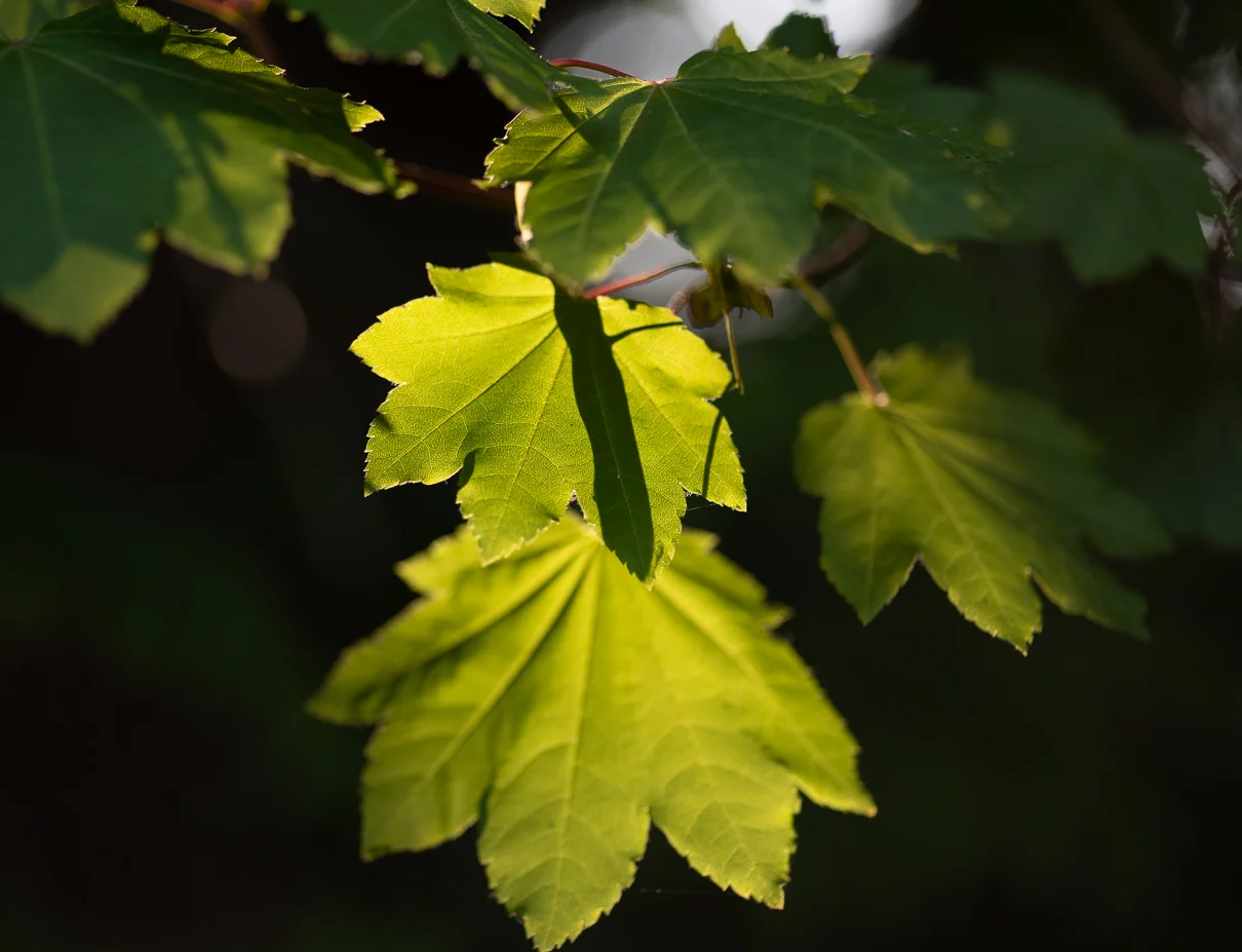 cathysly_20180819_7628.jpg