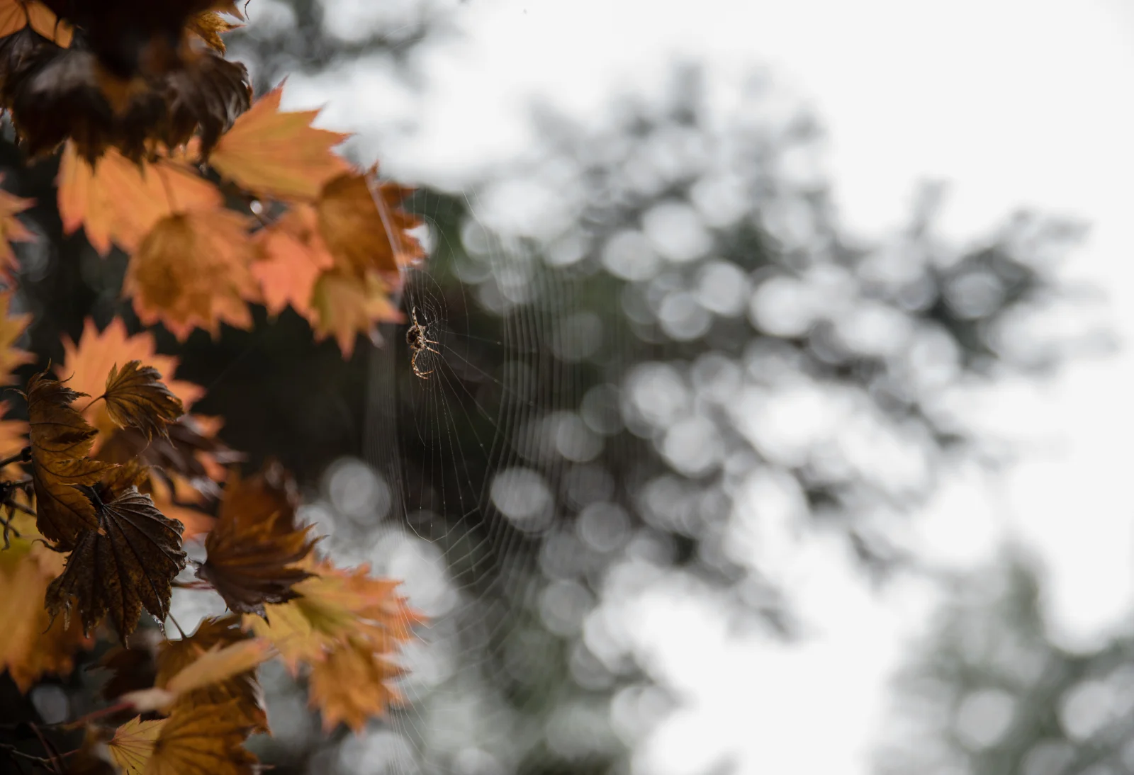 cathysly_20181009_9217-2.jpg