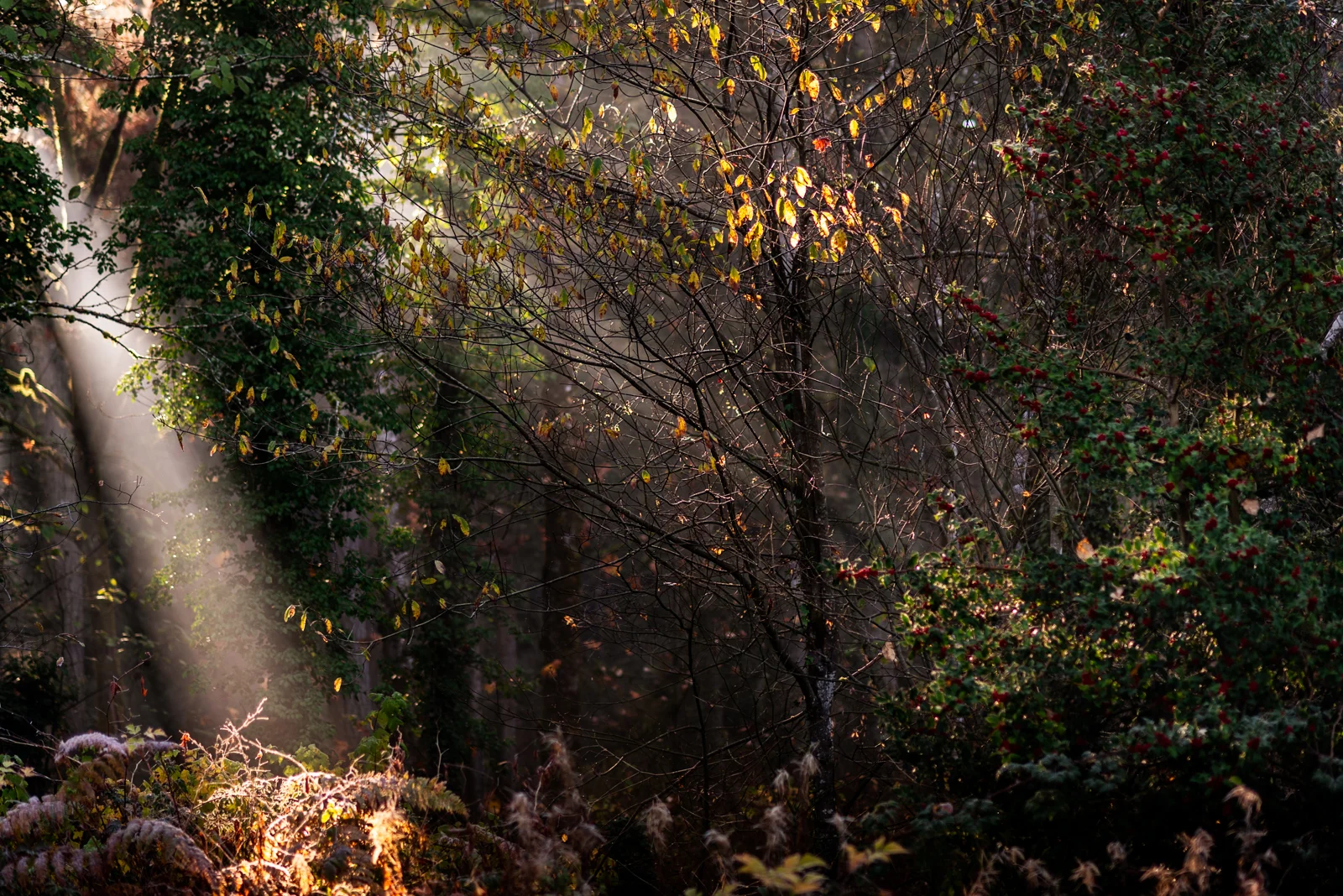 cathysly_20181111_9744-Edit.jpg