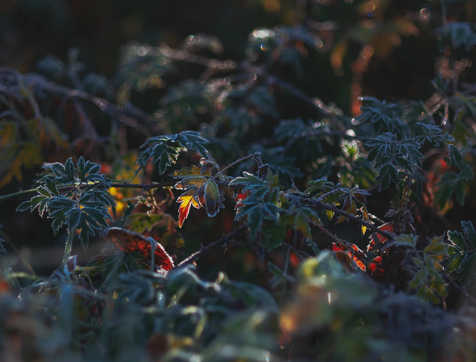 cathysly_20181111_9760-Edit.jpg