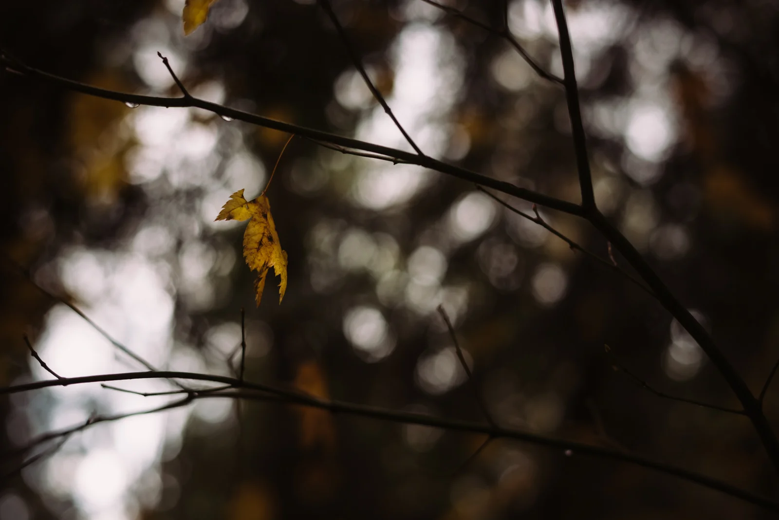 cathysly_20181114_9816.jpg