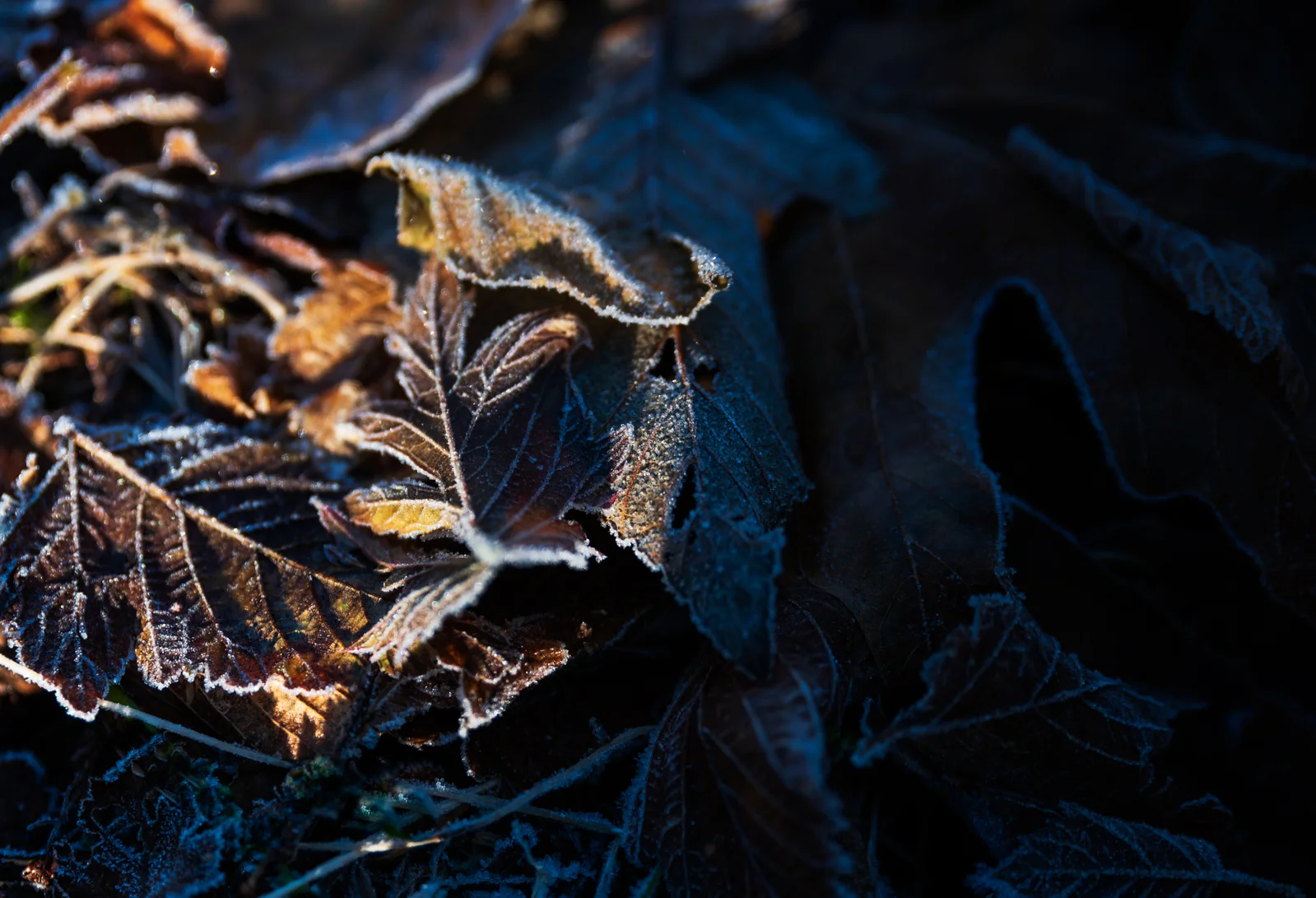 cathysly_20181205_0124-Edit.jpg