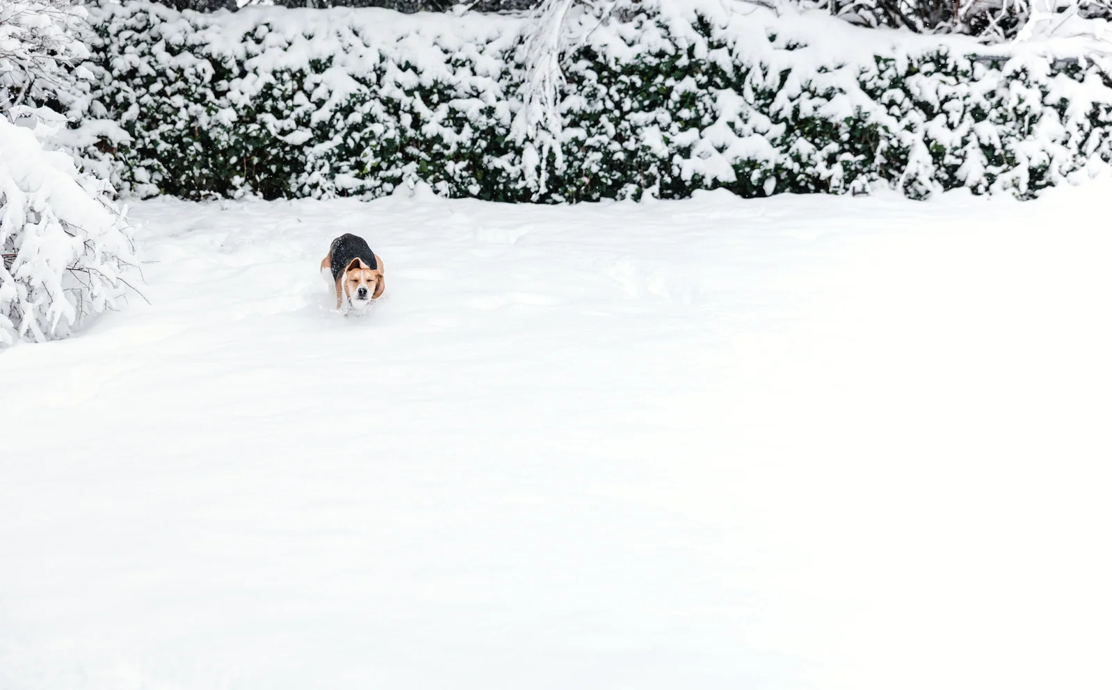 20190204-_JLY1543.jpg