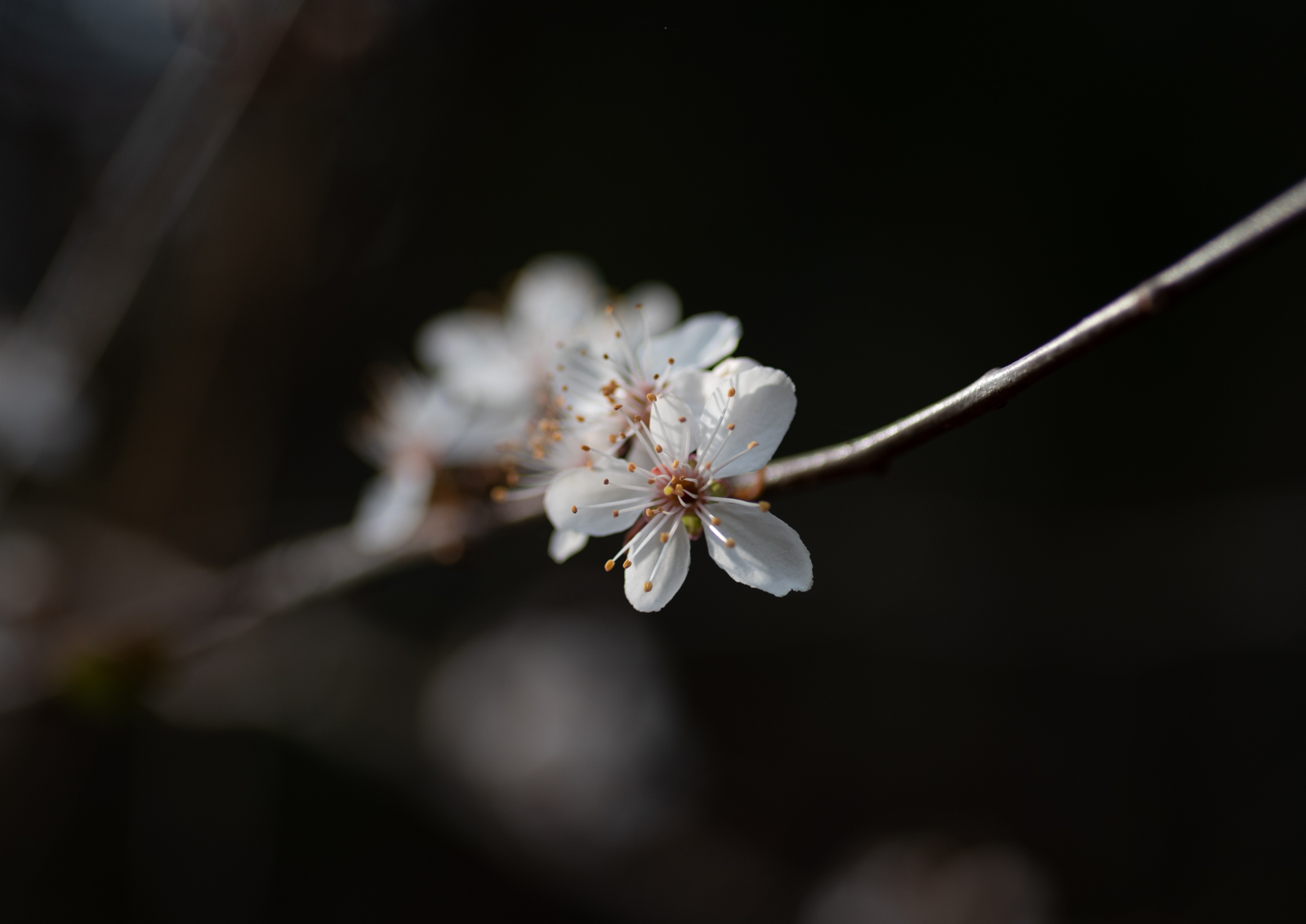 20190323-_DSC3603.jpg